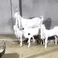 بز گلابی آبستن