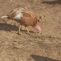 بوقلمون ماده