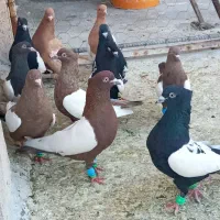 کفتر سینه زرد و سیاه بیست و شش تا کبوتر
