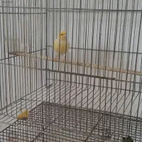 قناری نر ۲عدد