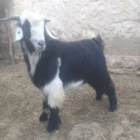 بزغاله کشتاری