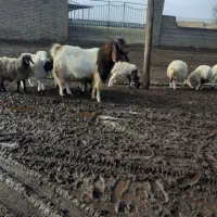 گوسفند و بز