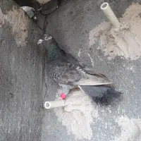 کبوتر کفتر نر زد و خوردی شهرستانی