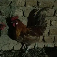 خروس محلی