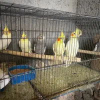 فروش عروس هلندی