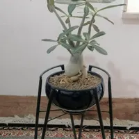 گل‌ و کاکتوس و بونسای