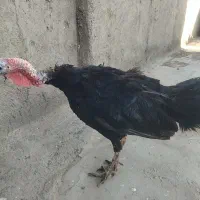 بوقلمون