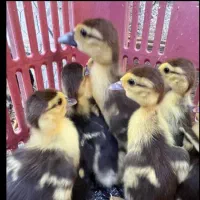 جوجه اردک خالص اسرائیلی