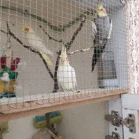 جفت عروس دستی