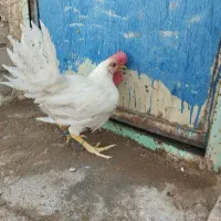 جوجه خروس ۶ماهه