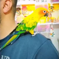 پرنده سرای کاکادو
