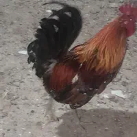 خروس گلین لری اصل