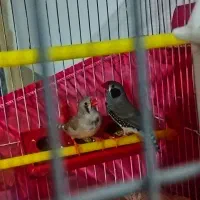 فنچ عروس هلندی و قناری جوجه های دون خور و سرلاکی