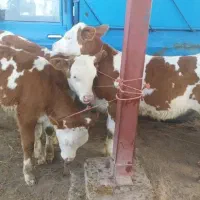گاو و گوساله در حیوانات مزرعه