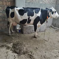 فروش یک راس گاو صنعتی شیری