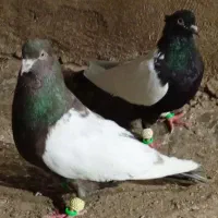 جفت سرته لون