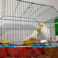 عروس هلندی