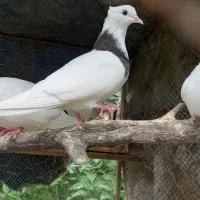 کبوتر طوقی  همه باهم