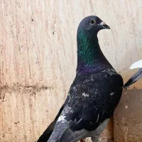 کبوتر پلاکی مسافتی ونروی