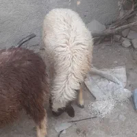بره نر|حیوانات مزرعه|کوهدشت, |دیوار