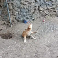 سگ ماده