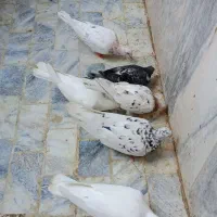 کبوتر.کفتر سرور