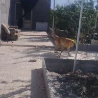 سگ فروشی