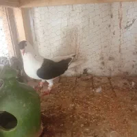 نرچپ و جوجه دوکت سیاه