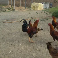 خروس دورگه لری عشایری