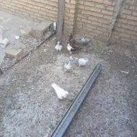 کبوتر