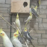 نه عدد عروس هلندی