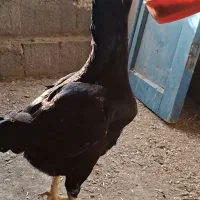 مرغ لاری انگلیسی