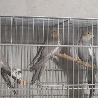 جوجه عروس هلندی و بالغ