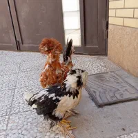مرغ و خروس سلطان ۶ ماهه