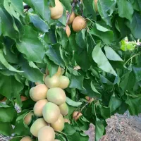 زمین کشاورزی