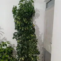 گل طبیعی|گل و گیاه طبیعی|اهر, |دیوار