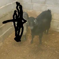 ۲عدد بز  سیاه گله ای شیرا  خوش سو فروشی