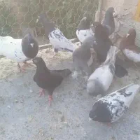 کفتر