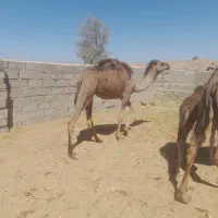 شتر
