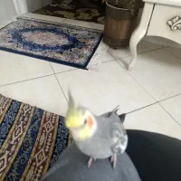 عروس هلندی سخنگو