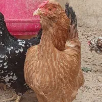 مرغ گلین فول ارزان