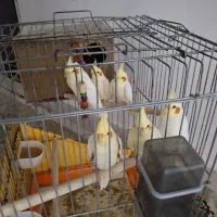 عروس هلندی