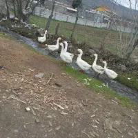قوغاز