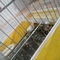 یک جفت فنج