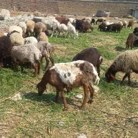 گوسفند زنده ویژه عیدقربان بره نر میش و بز گوساله