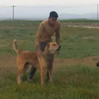 سگ سرابی نر