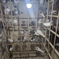 کبوتر ایرانی ، خارجی