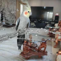 عروس هلندی نر آماده جفت