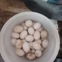 تخم اوردک خارجی
