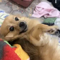 سگ گمشده